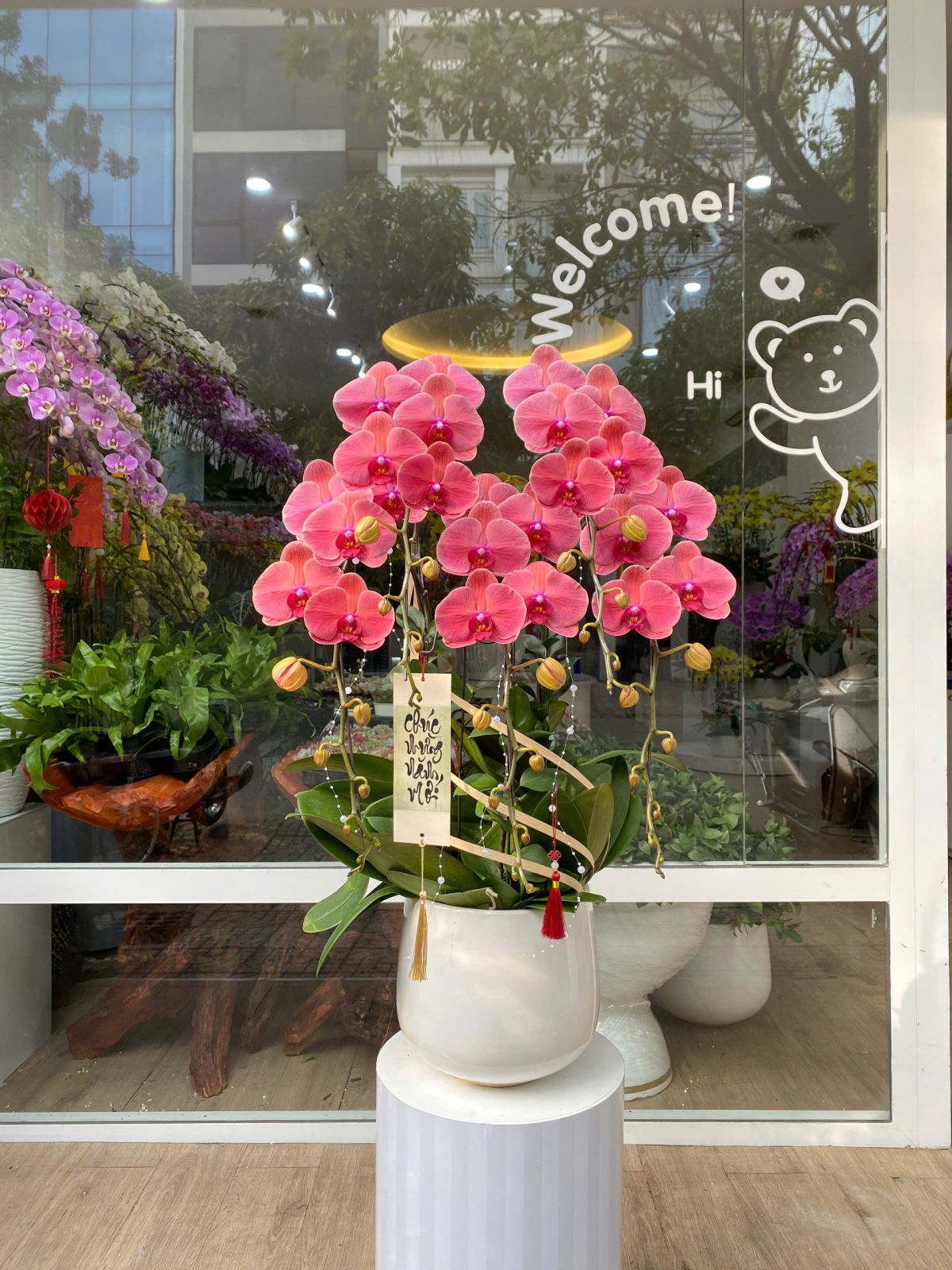 Chậu Hoa Lan Đỏ Hồng